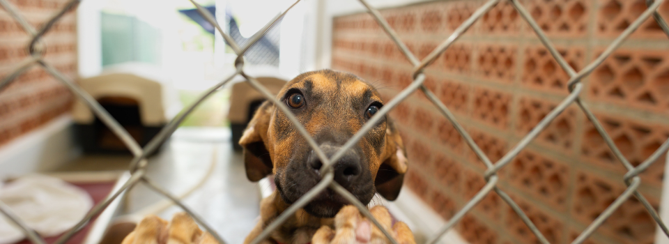 Criptomoedas e blockchain transformam a arrecadação de fundos para a proteção animal, promovendo transparência e engajamento comunitário