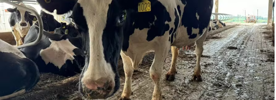 Valda, a 1ª vaca tokenizada do Brasil, facilita o acesso a crédito rural com blockchain e monitoramento em tempo real.