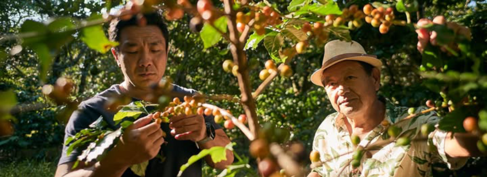 Rastreabilidade na exportação de café orgânico Minamihara utilizou 100% de tecnologia blockchain para apresentar informações