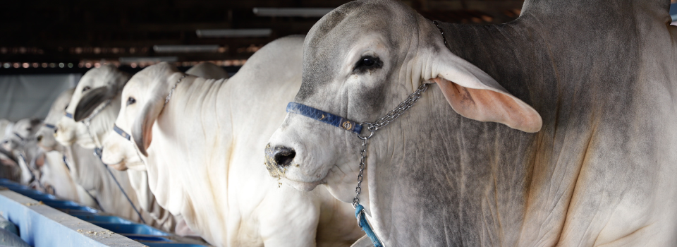 Rastreabilidade bovina: blockchain permite agregar informações desde terreno onde animais foram criados até qualidade que chega ao consumidor