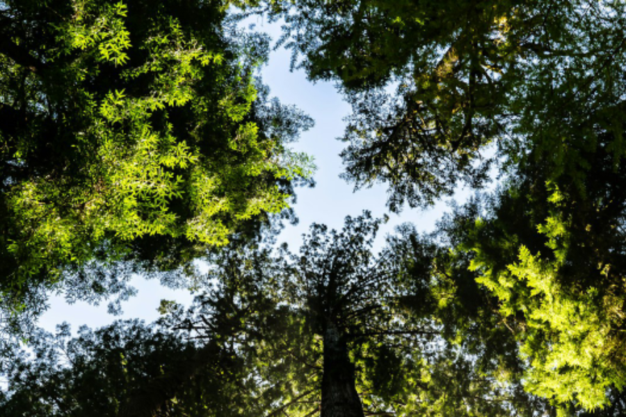 Ativos de Resiliência de Biodiversidade (B.R.A.s)