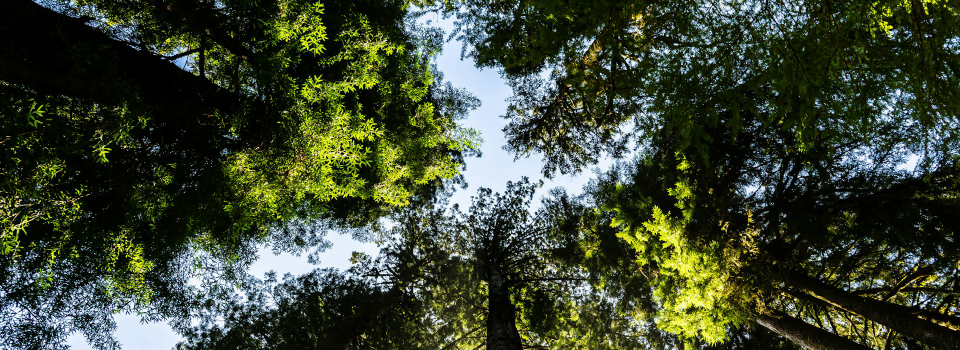 Ativos de Resiliência de Biodiversidade (B.R.A.s)