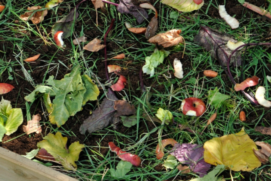 Compostagem rastreável 