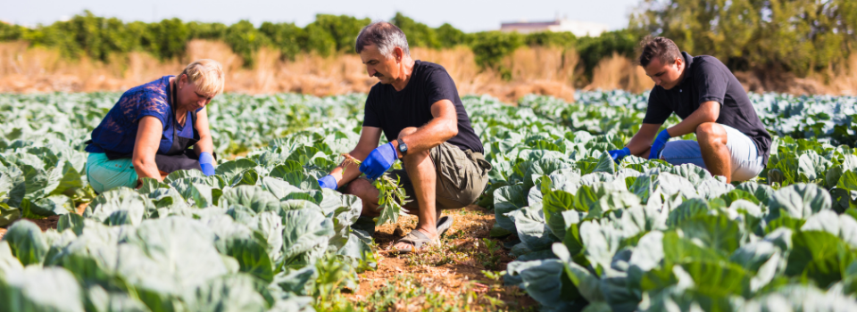 Rastreabilidade agroalimentar
