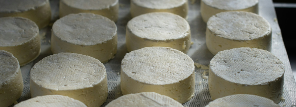 Rastreabilidade do leite e derivados