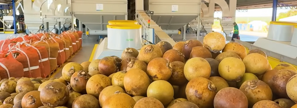 Rastreabilidade da macaúba na produção de biodiesel