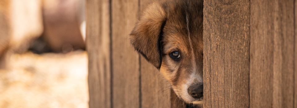 Sistema de ado&ccedil;&atilde;o de animais