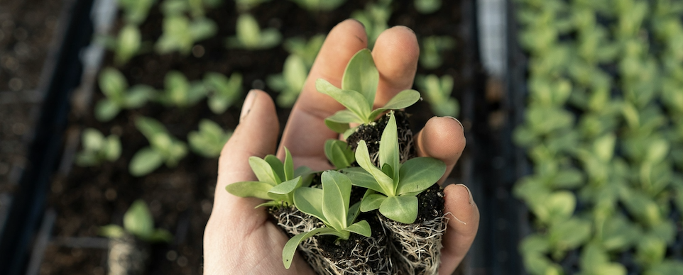 Plantas Nativas